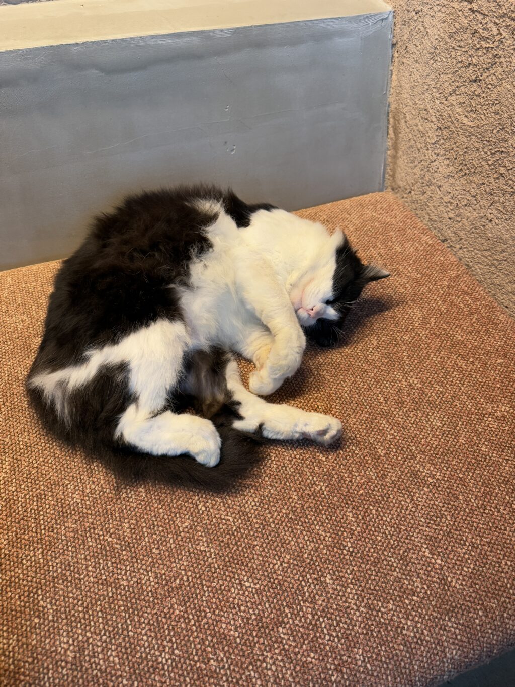 チェックアウトの時間。エントランスを尋ねると隣家の猫が気持ちよさそうに眠っていた。雨が降ってい他ので、きっと雨宿りに訪れたのだろう。